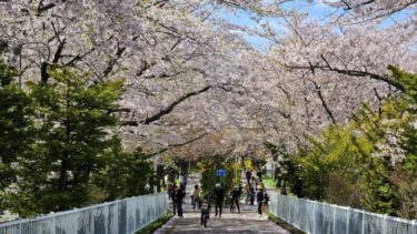 【白石こころーど】満開の桜のトンネルを散歩できる隠れた名所